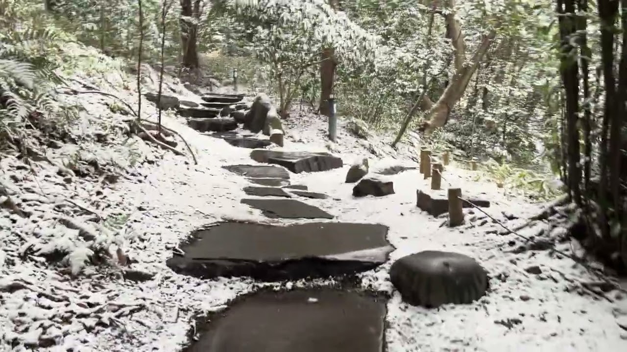 2026年2月8日｜今日の東大・三四郎池 定点観測❄️ Snow at Sanshiro Pond