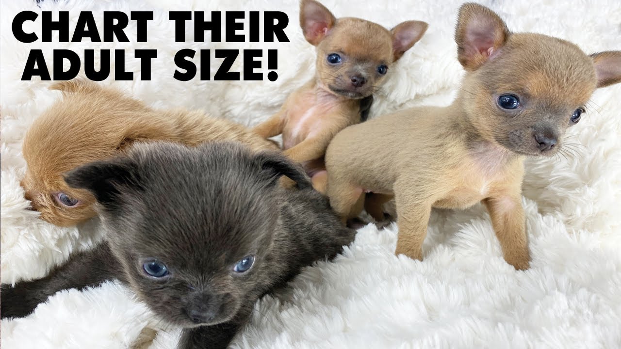 PUPPY UPDATE plus, Just how much should a Chihuahua weigh? | Sweetie Pie Pets by Kelly Swift