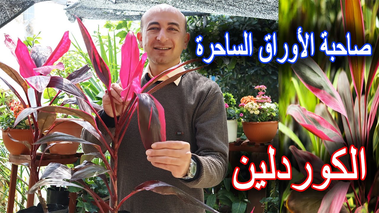 نبتة الكوردلين من رعاية و تسميد و إكثار و علاج