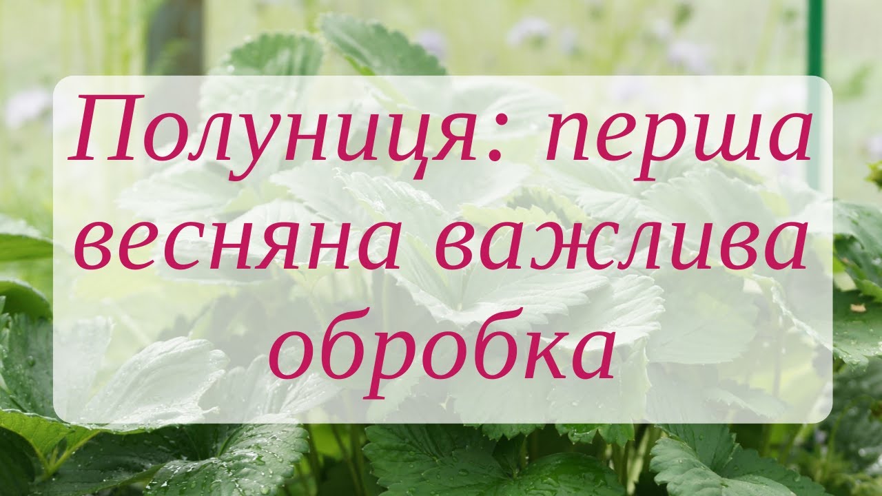 Полуниця: перша весняна обробка і декілька корисних порад