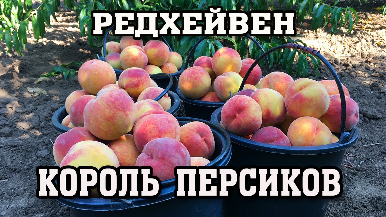 РЕДХЕЙВЕН - ВСЕГДА С УРОЖАЕМ !!!