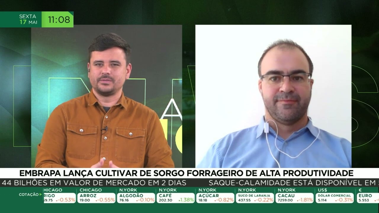Embrapa lança cultivar de sorgo forrageiro de alta produtividade