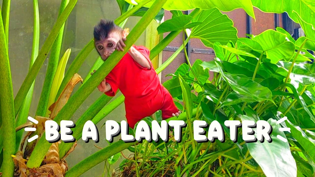 be a plant eater #viral #trending #viralvideo #viralvideos #trendingvideo