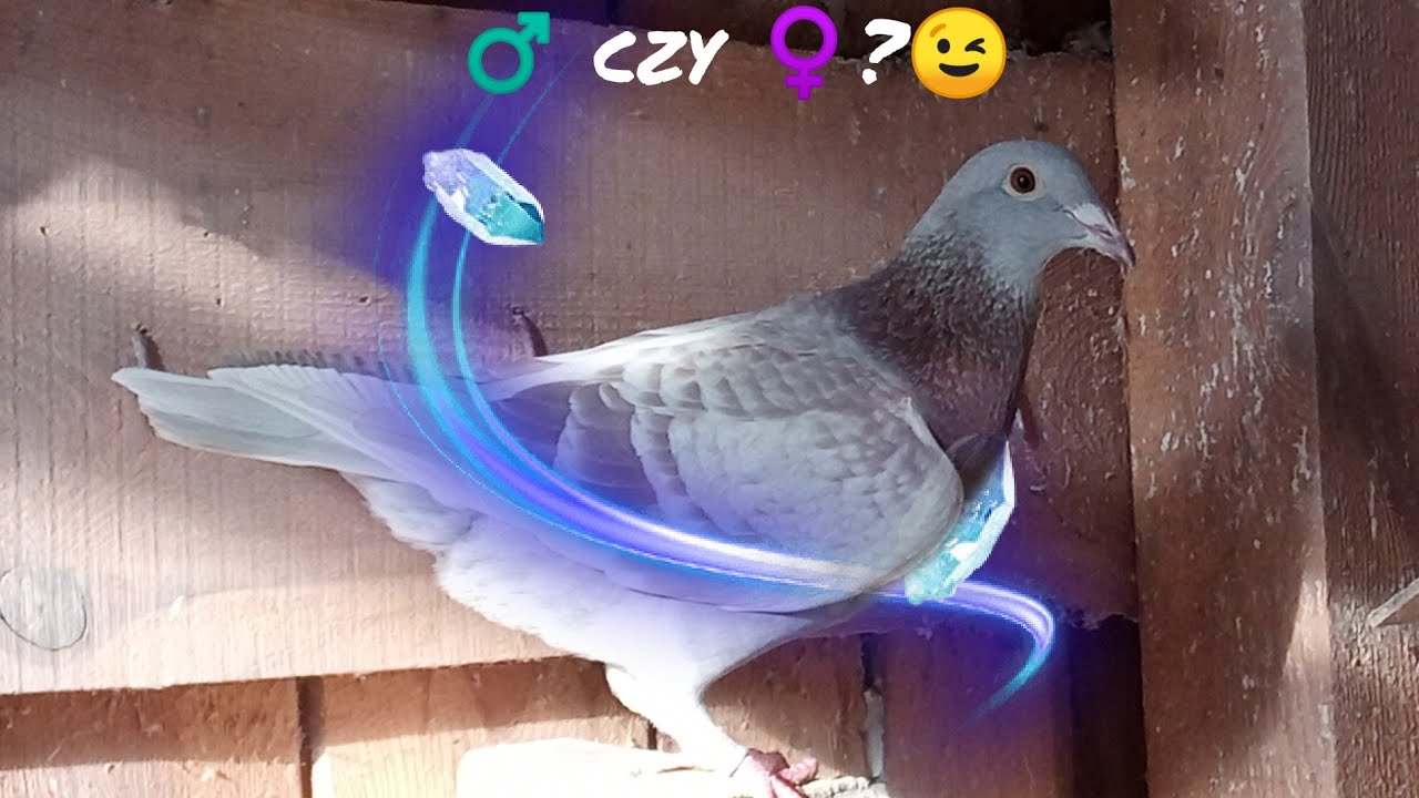 Płeć u młodych gołębi 😉 Szybki sposób jak się upewnić 😉