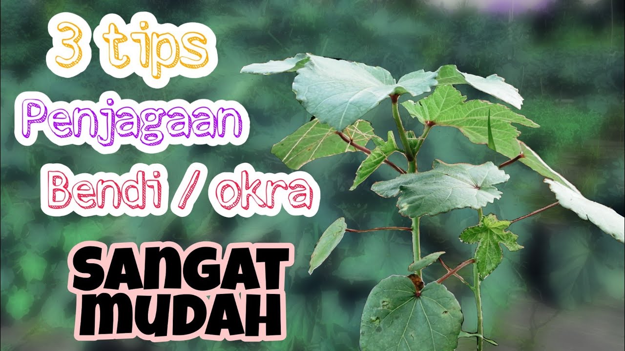 How to grow okra fast | simple way