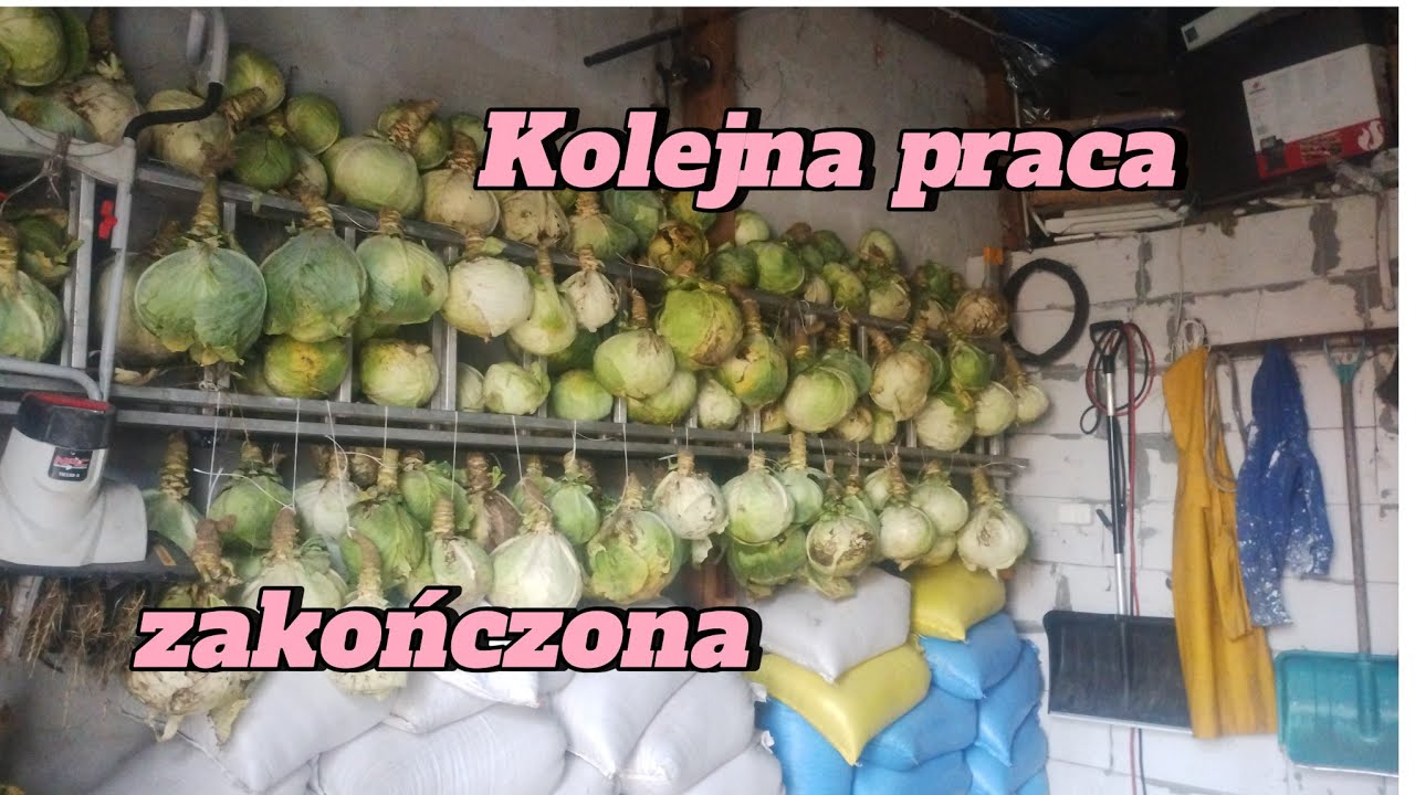 360. Kapusta i kartofle gotowe na zimę 🥬🥔 winogrono 🍇 i bagienko 💧