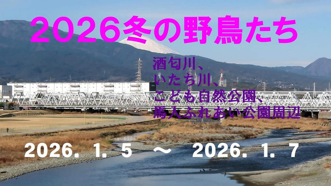 ２０２６冬の野鳥たち