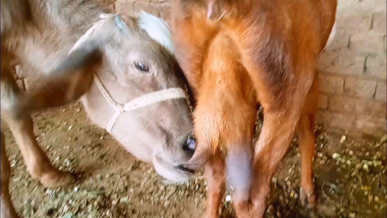 Baby Buffalo Drink Goat Milk Daily vlog 😋