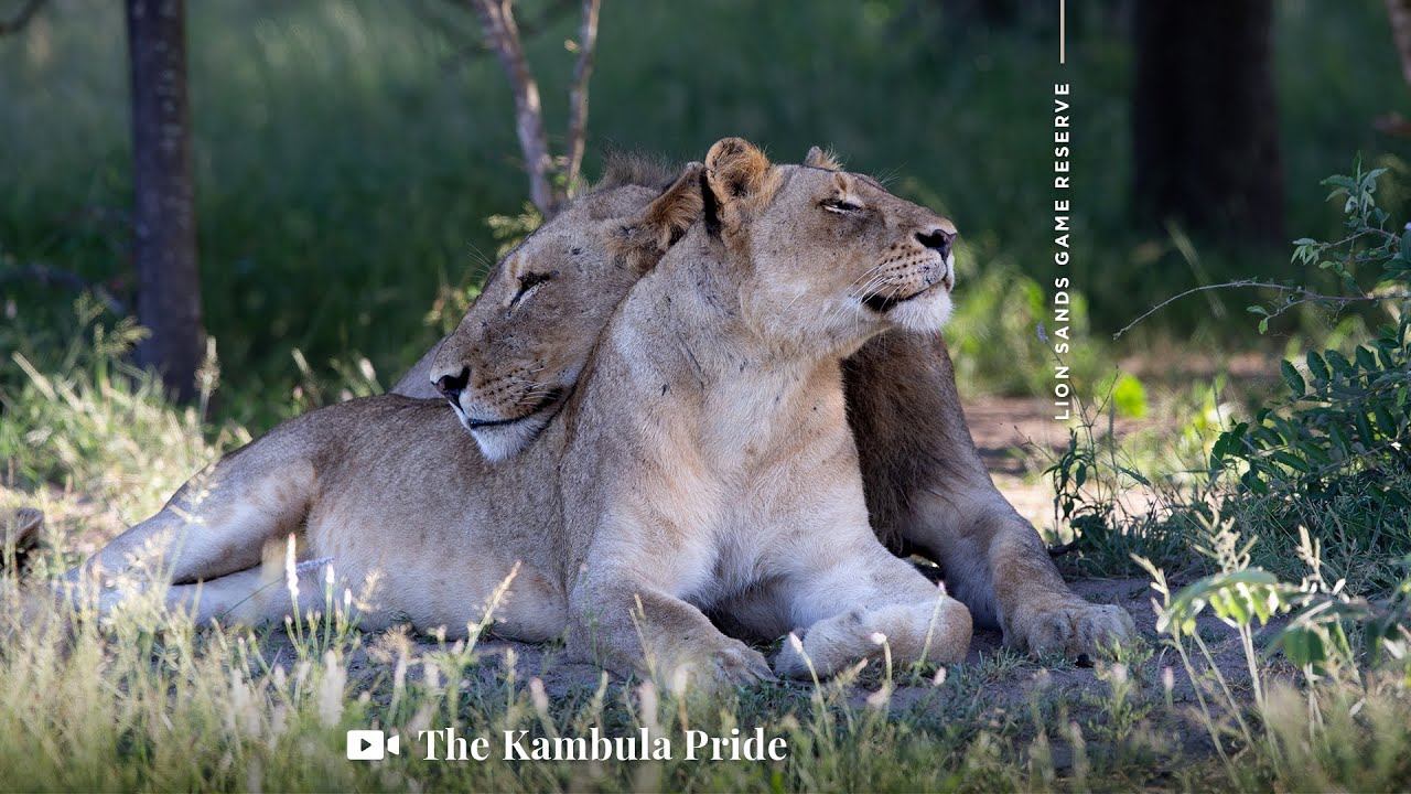 The Kambula Pride