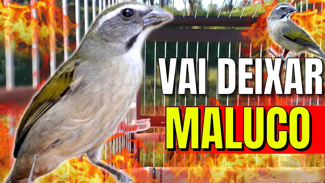 Trinca ferro Macheando com Trinca ferro cantando Para Esquentar Trinca ferro Trinca ferro Macheando