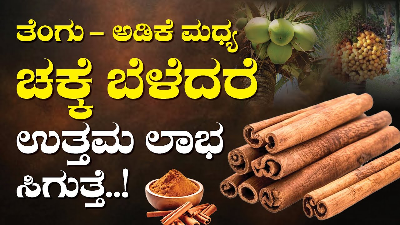 ಅಂತರ ಬೆಳೆಯಾಗಿ ಚಕ್ಕೆ ಬೆಳೆದರೆ ಉತ್ತಮ ಲಾಭ ಸಿಗುತ್ತೆ..! Cinnamon farming in Karnataka | Kannada farmer
