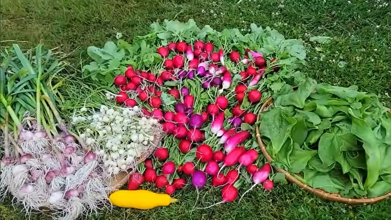 FULL VIDEO ,THU HOẠCH RAU KIM CƯƠNG, CỦ CẢI ĐỎ,TỎI HÀN QUỐC, NÉN,CÀ CHUA,CẢI KALE KHỦNG LONG