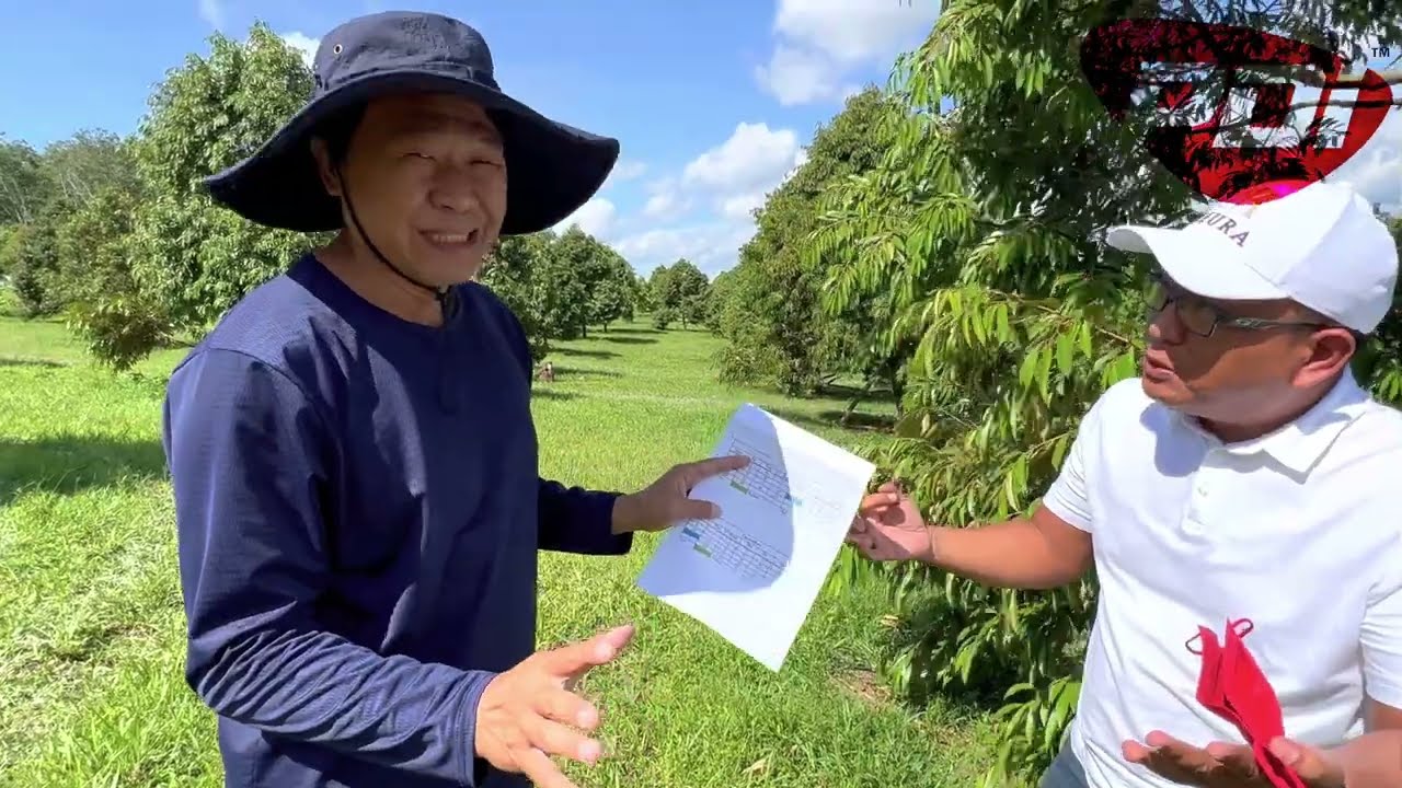 PENGGUNAAN PRS + DOLOMITE UNTUK DURIAN MUSANG KING