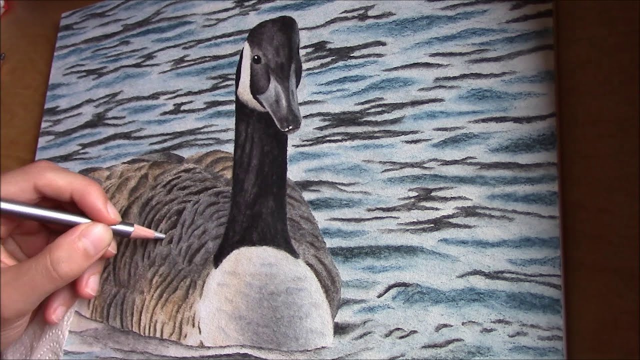 time lapse drawing of a canada goose (graphitint pencils)