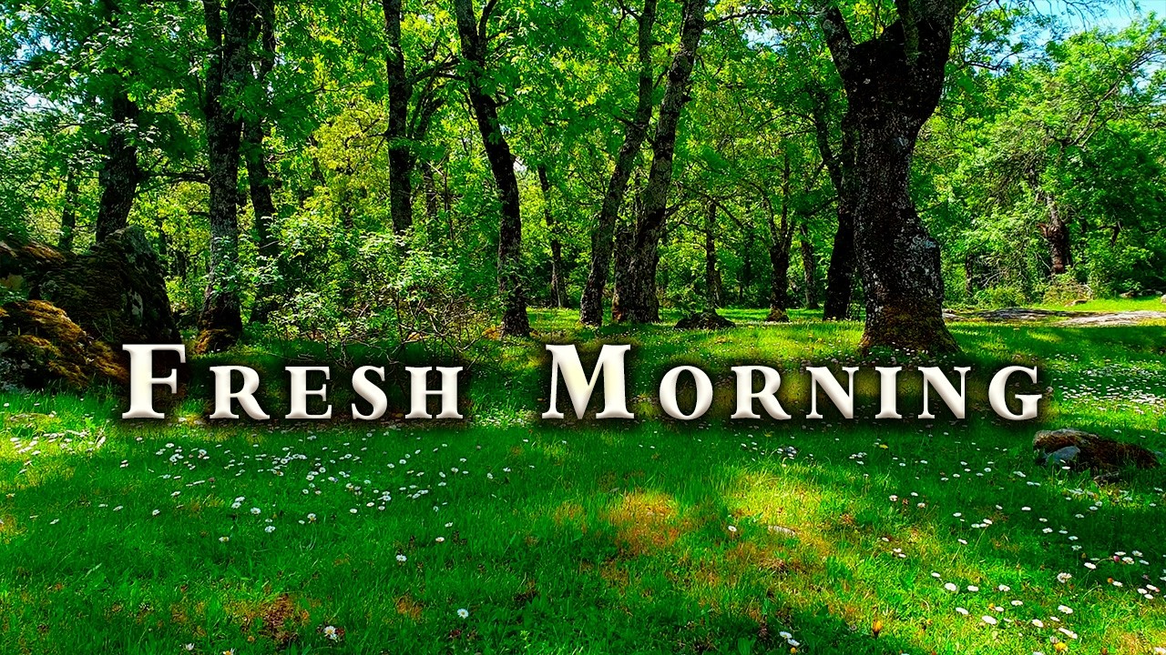 Quiet Time With Nature Therapy 🌳 Feel Good Deep Forest Ambience & Birdsongs for Morning Energy