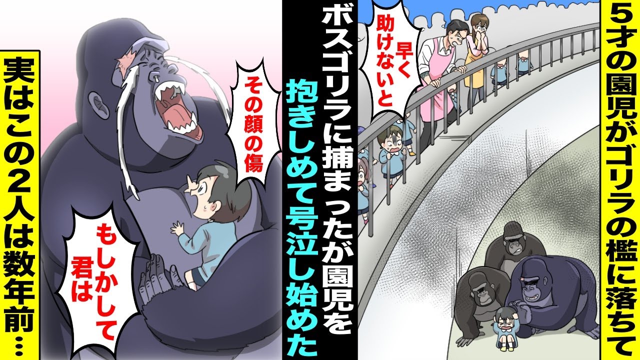 【漫画】動物園でゴリラの檻に落ちて気を失ってしまった５才の幼稚園児。ボスゴリラに捕まって絶対絶命だと思った次の瞬間、ゴリラが園児を抱きしめて号泣…実はこの少年とゴリラは数年前・・・