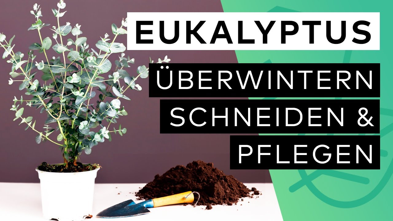Eukalyptus Pflanze kaufen ✓ pflegen ✓ schneiden ✓ überwintern ✓ 🐨 🌿