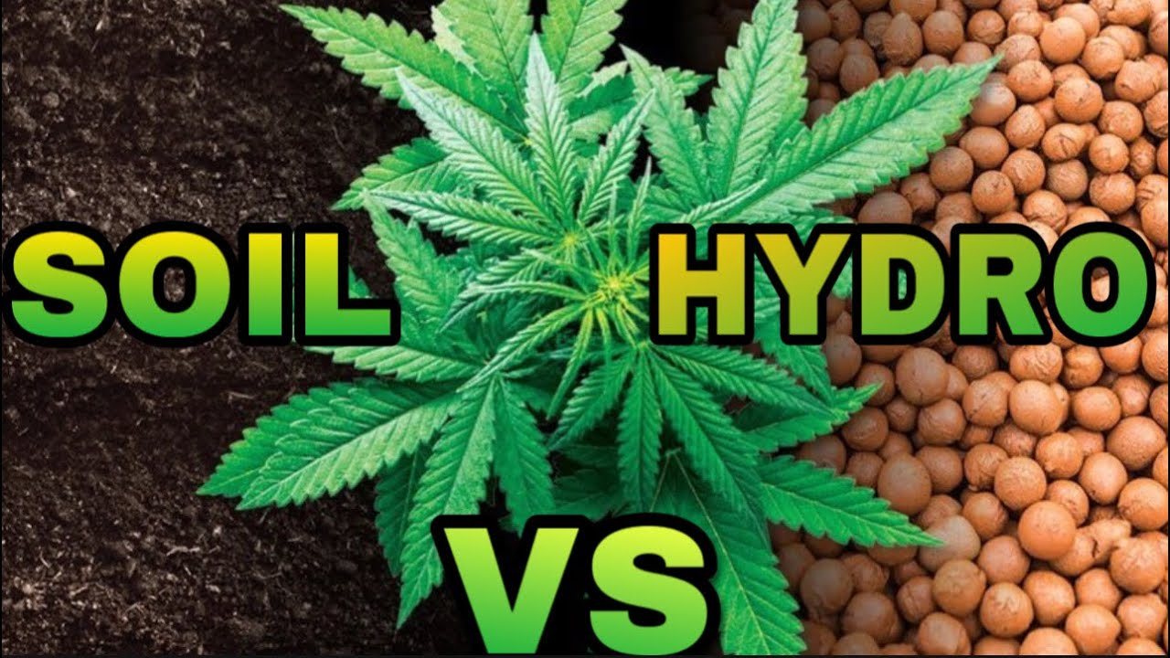SOIL VS HYDROPONIC - What&rsquo;s The Best Way To Grow For You? @Shakax420