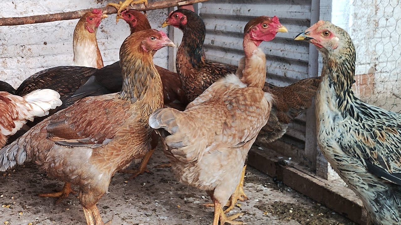 Frangas futuras matrizes , renovando a criação 🐔🐔