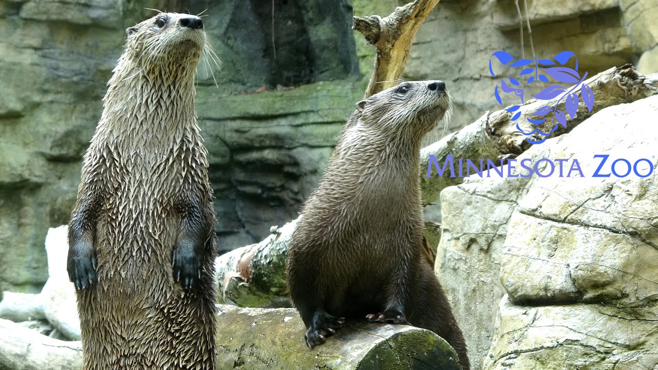 Minnesota Zoo Tour & Review with The Legend