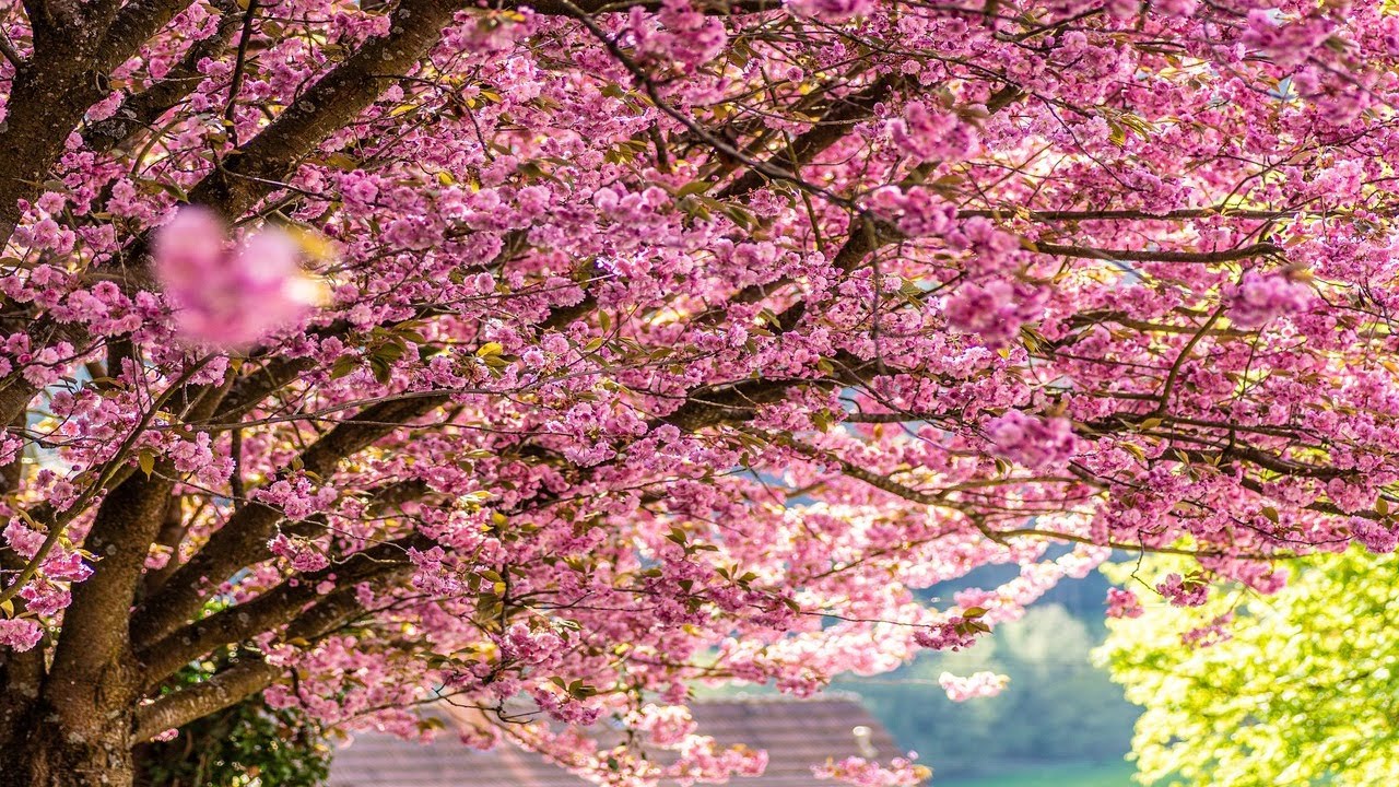 4K Germany L&ouml;bau Sakura Cherry Blossom Rathaus Weihnachtsmarkt City Street Walk View 2