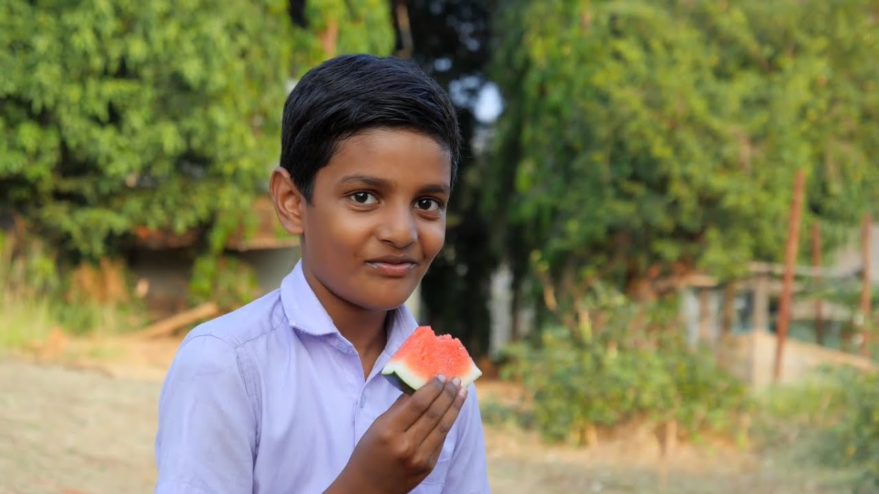 Seedless watermelon cultivation