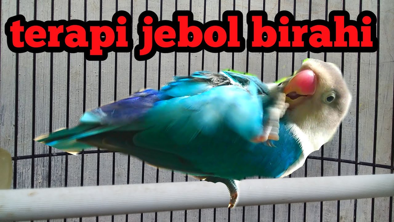 LOVEBIRD JANTAN BIRAHI TINGGI UNTUK TERAPI JEBOL BIRAHI LOVEBIRD KONSLET