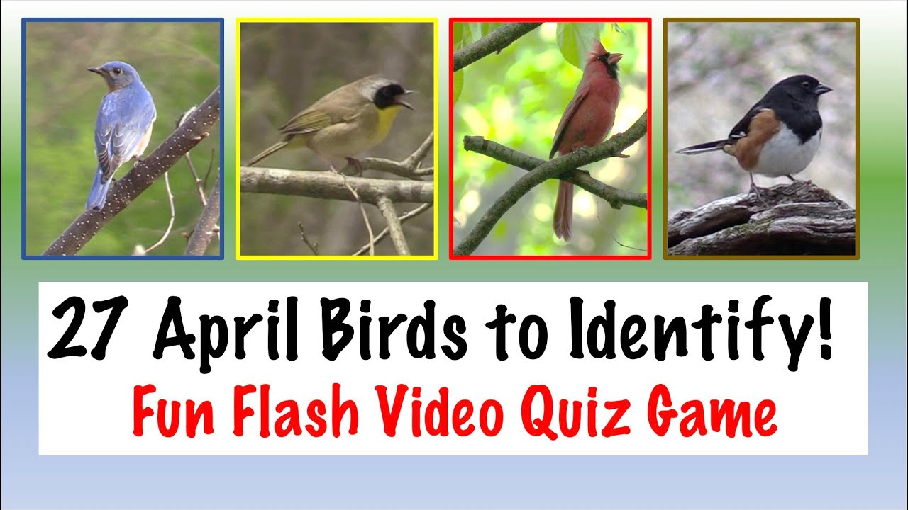 27 Fantastic April Birds, Fun Flash Video Quiz Game: April Edition