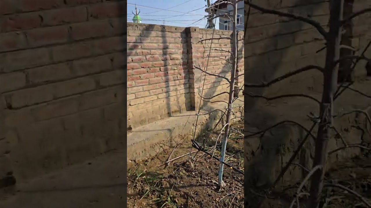 Nice Orchard Management pruning and training 