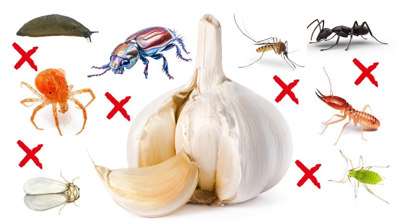 How to Eliminate Pests with Garlic - APHIDS, MOSQUITOES, ANTS, BEETLES, TERMITES, ANTS, SPIDERMITES.