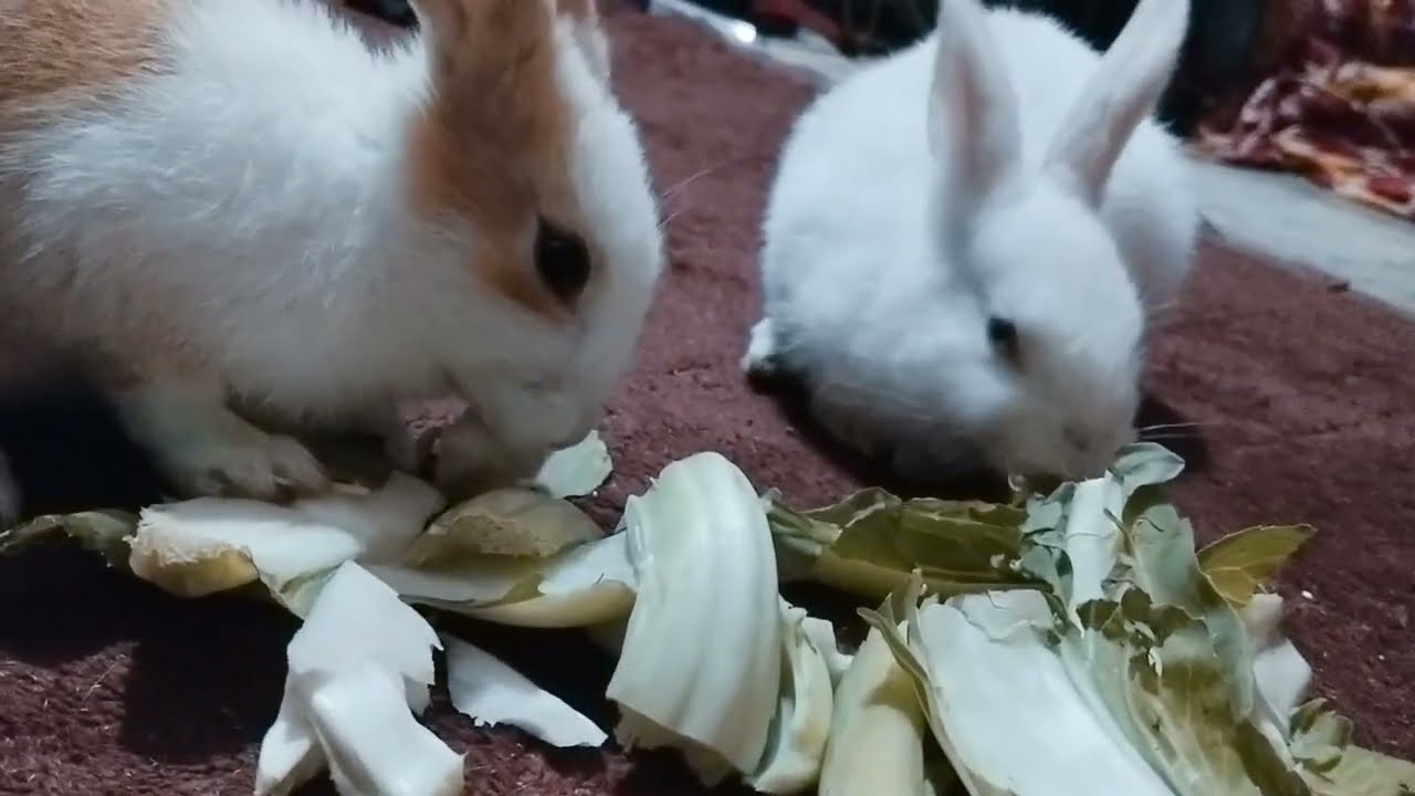 जोजो और कैटरीना 🐰🐇🌿#rabbits 