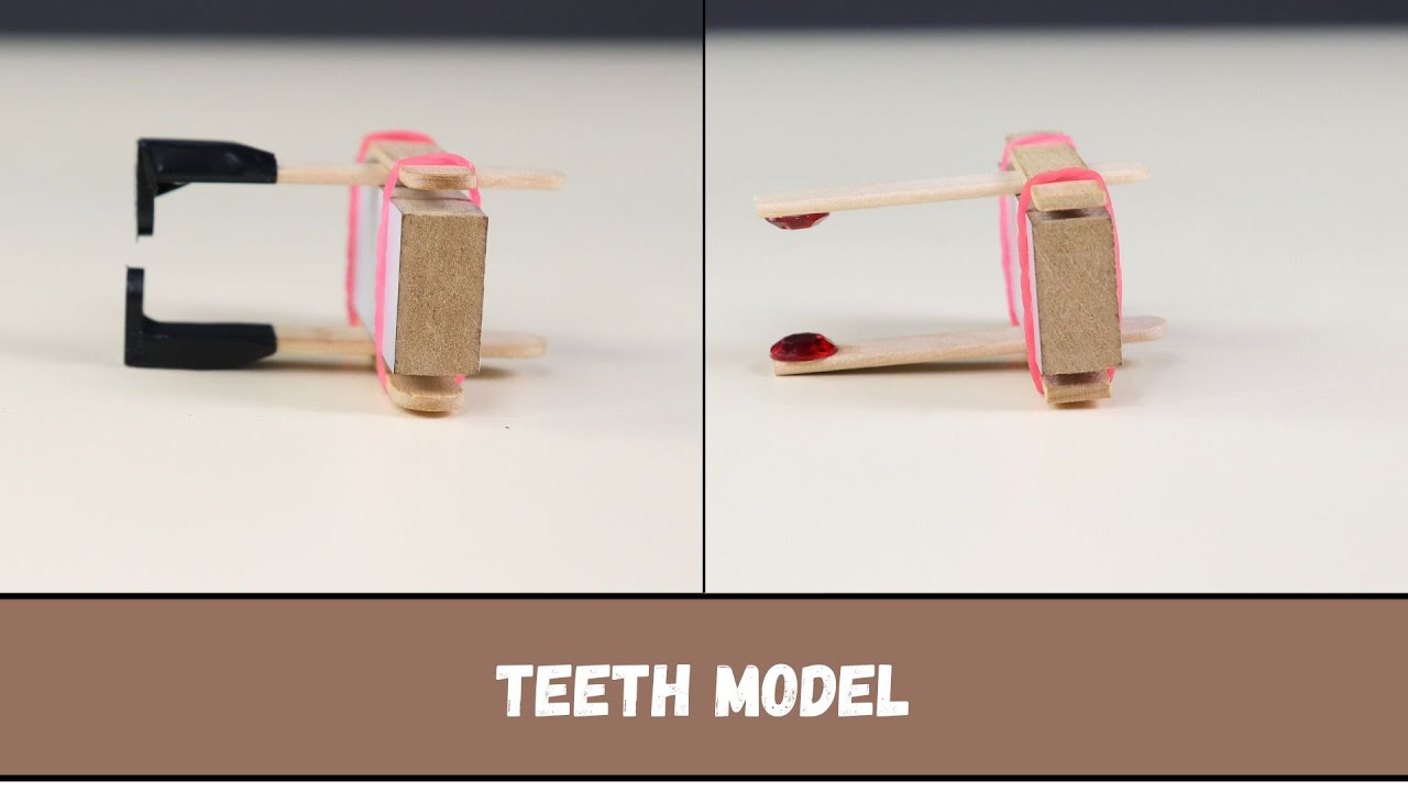 Teeth Model | DIY Science | ThinkTac
