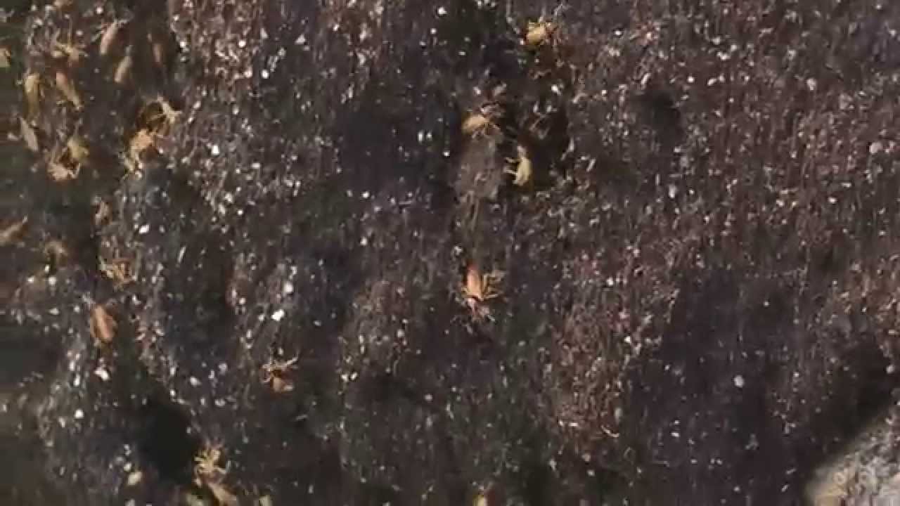 Termites Eat Faster Listening to Heavy Metal. True!