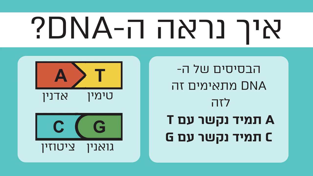 דנ"א ורנ"א לבגרות: הגדרה, מבנה, תפקוד. DNA  RNA