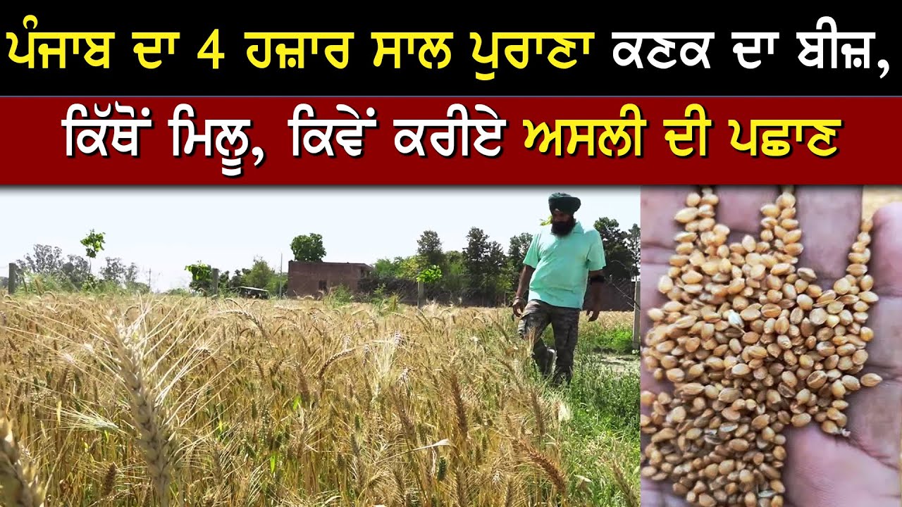 4 ਹਜ਼ਾਰ ਸਾਲ ਪੁਰਾਣੇ ਕਣਕ ਦੇ ਬੀਜ਼ ਦੀ ਅਸਲ ਸਚਾਈ ਜਾਣੋ ਇਸ ਕਿਸਾਨ ਤੋਂ