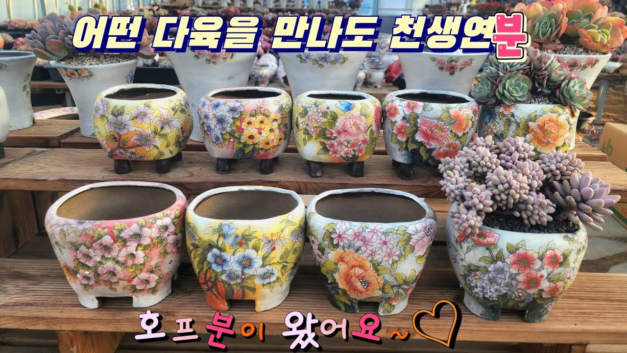 26.02.22 호프공방분이 왔어요🩷❤️💜/모래요정 다육식물 (多肉植物) (たにくしょくぶつ) Korean Succulent