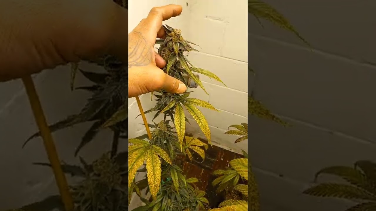 3/5/22 purple gusher and sherbert