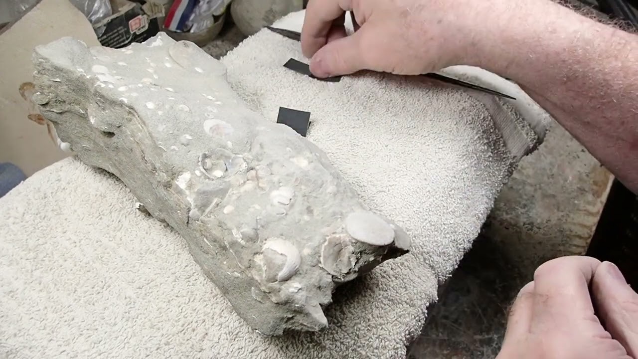 Polishing a Fossil Echinoid - Scuttilaster major