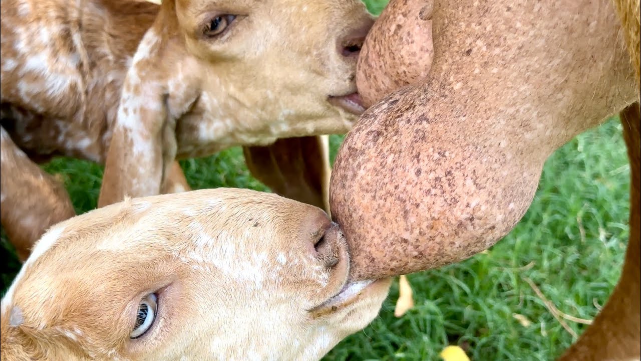 Twin Goat Babies Drinking Mama Milk|2023|Goat❤️