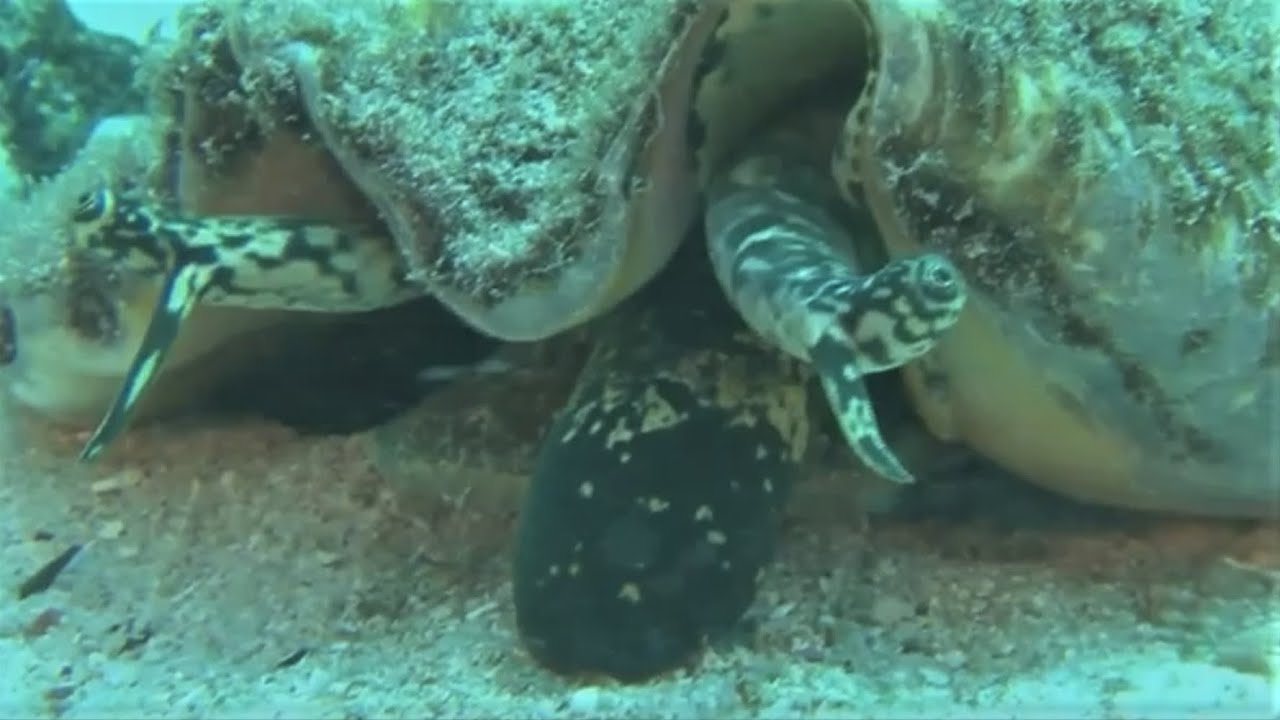 Facts: The Queen Conch