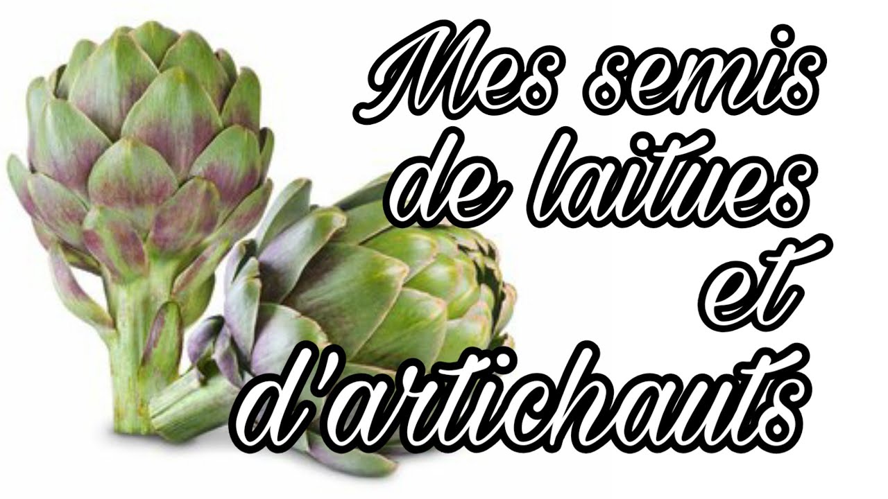 SEMI D'ARTICHAUT / LAITUE ET PLANTATION DE FRAISIERS