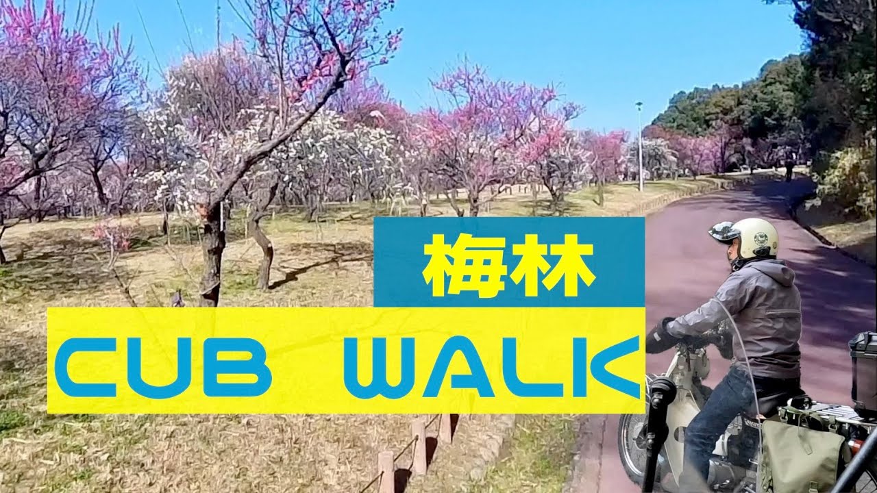 【CUB WALK】奈良の賀名生梅林と堺の荒山公園