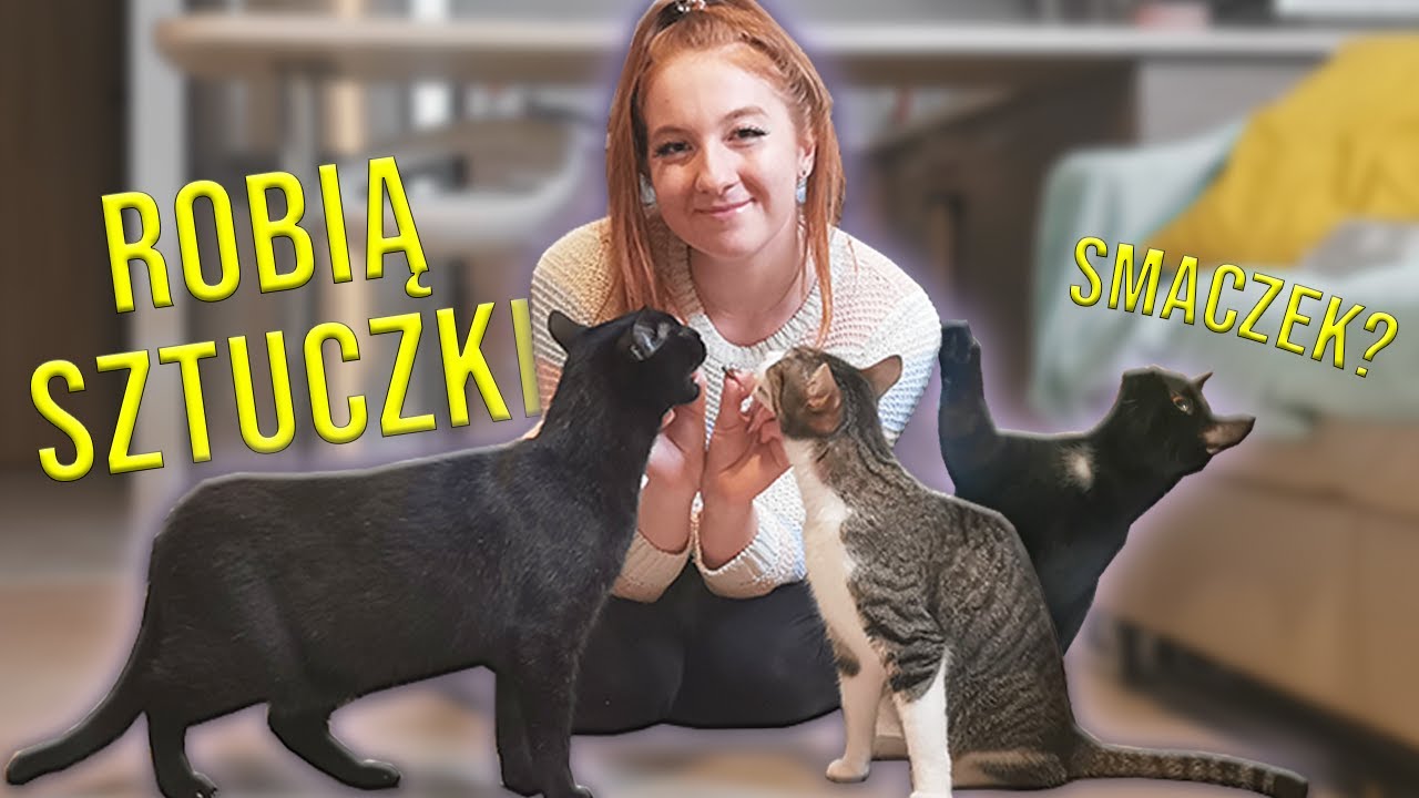 NAUCZYŁAM MOJE KOTY SZTUCZEK! 🤯