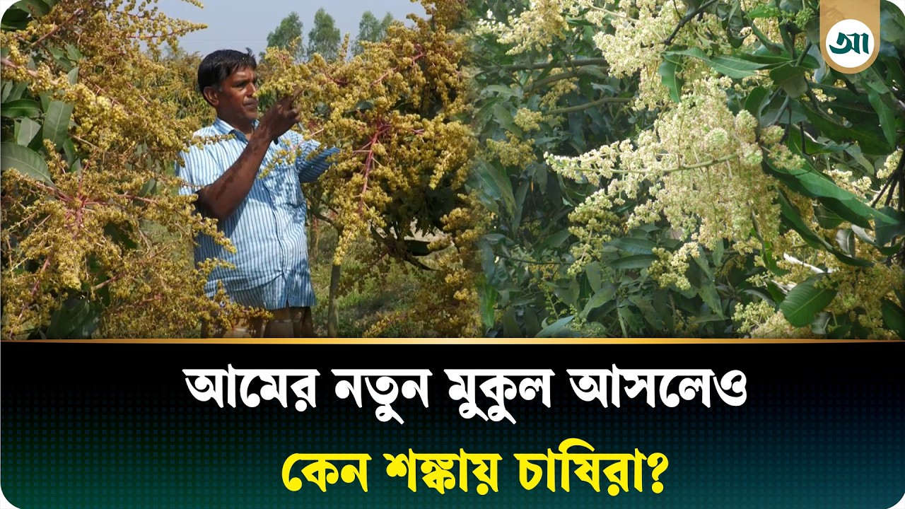 গাছে আমের নতুন মুকুল, আনন্দের মাঝেও উদ্বেগ চাষিরা | Chapainawabganj | Ajker Patrika