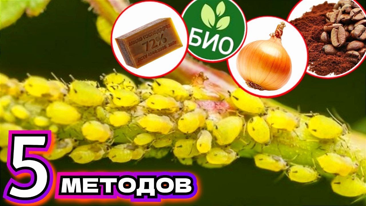 MSZYCA BOI SIĘ TEGO JAK OGNIA! Najlepszy spos&oacute;b na mszycę z 5 metod