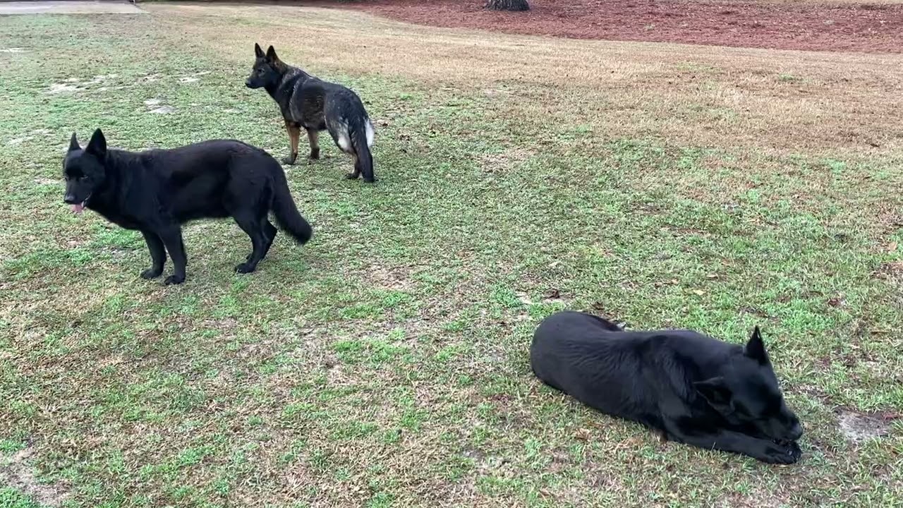 Sunrise in German Shepherd Land w/GSM