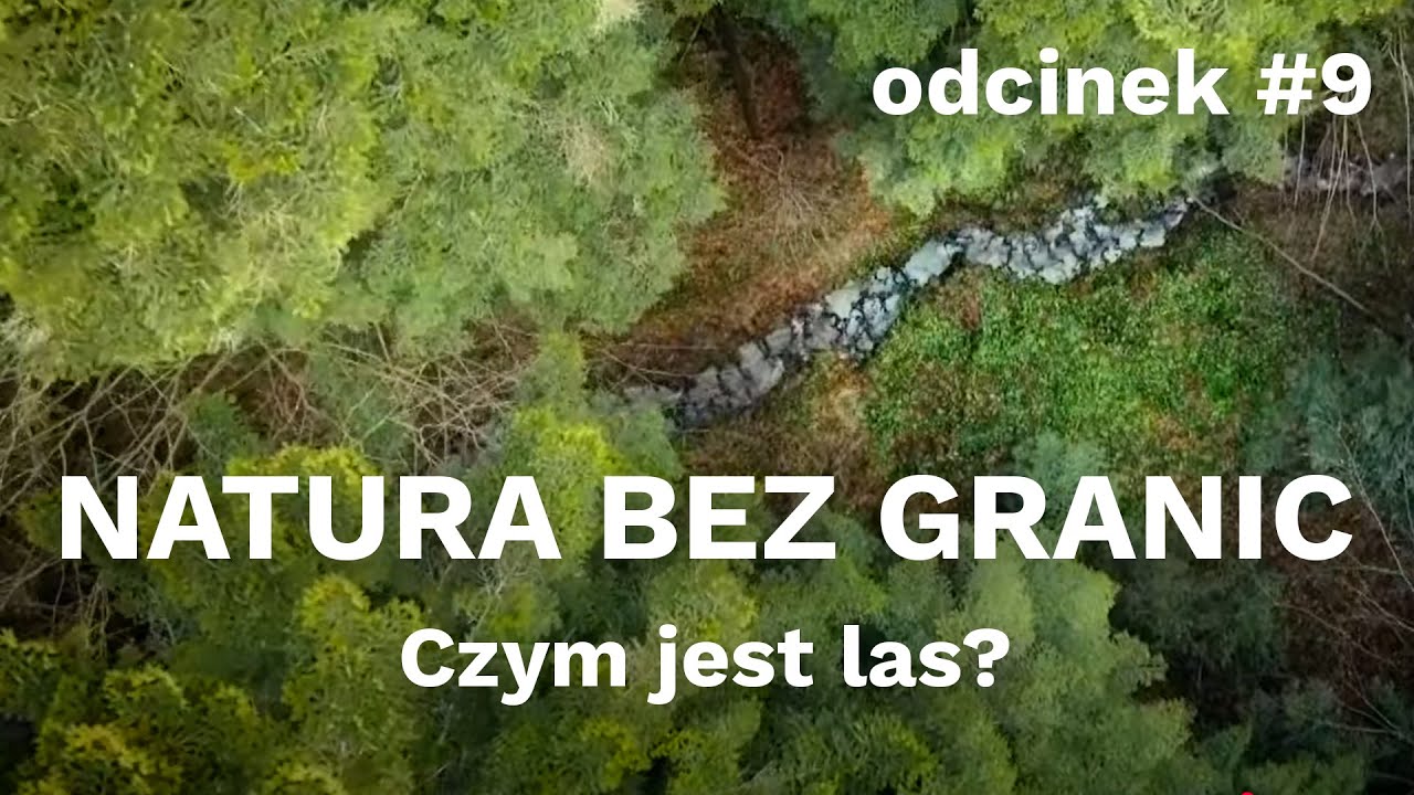 Natura bez granic. Czym jest las? [odcinek #9]