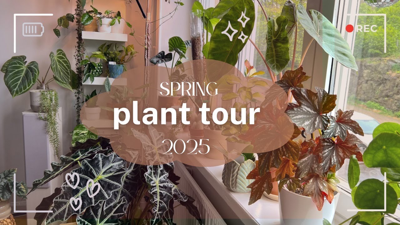 Houseplants Collection Tour 2025 🪴 Rare & New Additions  ☀️
