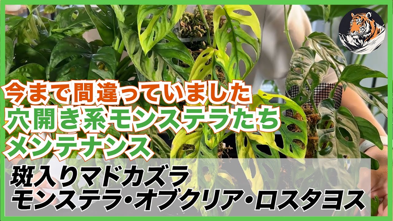 【モンステラ】間違っていたので斑入りマドカズラ(アダンソニー・ラニアタ)とオブリクア・ロスタヨスのモスポール仕立て直しと株分け