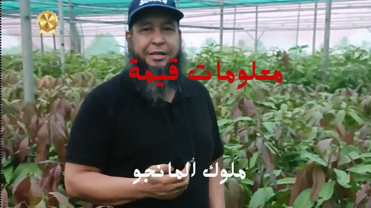 لقاء مع المهندس أسامة العقباوي رئيس مجلس الإدارة لمشتل ملوك المانجو @Kings_of_mango
